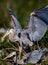 Mating pair of Great blue herons in rookery in Florida