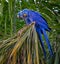 Mating pair of hyacinth macaws sit side by side in palm tree in Pantanal