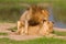 Mating pair of lions