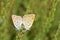 The mating pair of Lycaena lampon butterfly , butterflies of Iran