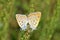 The mating pair of Lycaena lampon butterfly , butterflies of Iran