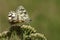 A mating pair of Marbled White Butterfly, Melanargia galathea, perching on a  Yarrow flower in a field in the UK.