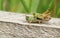 A mating pair of Meadow Grasshopper Chorthippus parallelus.