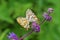 Mating pair of Melitaea interrupta , the Caucasian Spotted Fritillary butterfly