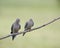 Mating pair of Mourning Doves
