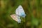 Mating pair of Polyommatus icarus , the common blue butterfly
