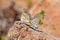 Mating pair of Polyommatus miris butterfly on rock , butterflies of Iran