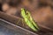 Mating of a pair of praying mantises. Close up of pair of European mantis or Praying mantis copulating in nature