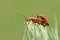 A mating pair of pretty Common red soldier Beetle, Rhagonycha fulva, perching on a plant.