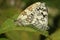 A mating pair of pretty Marbled White Butterfly, Melanargia galathea, perching on a leaf.