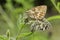 A mating pair of pretty Marbled White Butterfly, Melanargia galathea, perching on a plant.