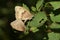 A mating pair of pretty Meadow Brown Butterfly, Maniola jurtina, perching on a leaf.