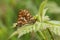 A mating pair of rare Duke of Burgundy Butterfly (Hamearis lucina).