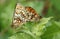 A mating pair of rare Heath Fritillary Butterfly Melitaea athalia perching on leaf in a woodland clearing.