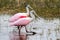 Mating Pair of Roseate Spoonbills in an Everglades Swamp