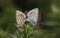 A mating pair of Silver-studded blue Butterfly Plebejus argus.