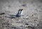 Mating pair of skimmers on the beach