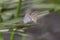 A mating pair of small butterfly, perching on the tip of a green plant, closeup. Indonesia