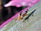 Mating pair of Stilt- legged -flies on a plant leaf. (Micropezidae)