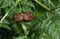 A mating pair of Striped Shield Bug, Graphosoma lineatum, resting on a  poisonous Hemlock Plant, Conium maculatum, in springtime i