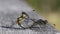 A mating pair of stunning Black Darter Dragonfly Sympetrum danae perching on a wooden fence in Scotland.