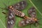 A mating pair of tiger moths