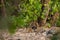 A mating pair of tigers resting after rounds of mating between these two tigers at ranthambore