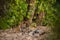 A mating pair of tigers resting after rounds of mating between these two tigers at ranthambore