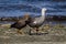 Mating pair of Upland geese in Argentina, South America