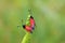 Mating pair of Zygaena pseudorubicundus , burnet moth on grass