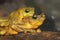 Mating Panamanian Golden Frogs Atelopus zeteki
