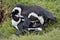 Mating Penguins (Spheniscus demersus) (African penguins).