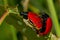 Mating Poplar leaf beetles