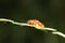 Mating process of common red soldier beetles on a stem of a plant