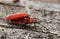 Mating red net-winged beetles, Dictyoptera aurora on wood