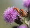 Mating Red Soldier Beetles
