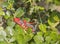 Mating Red Toxic Milkweed Grasshoppers