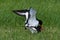 Mating ritual of two oystercatchers