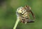 Mating robber flies Asilidae family