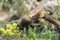 Mating robberflies, Laphria flava