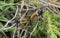Mating robberflies, Laphria flava, macro photo