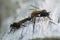 Mating robberflies, Laphria flava, macro photo