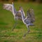 Mating sandhill cranes dance in the air