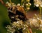 Mating Scarab beetle, Trichius fasciatus