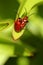 Mating scarlet lily beetles