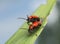 Mating scarlet lily beetles, lilioceris, lilii on lily leaf