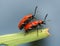 Mating scarlet lily beetles, lilioceris, lilii on lily leaf