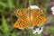 Mating silver-washed fritillarys on yarrow flowers