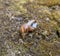 mating snails on the ground