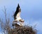 Mating stork couple